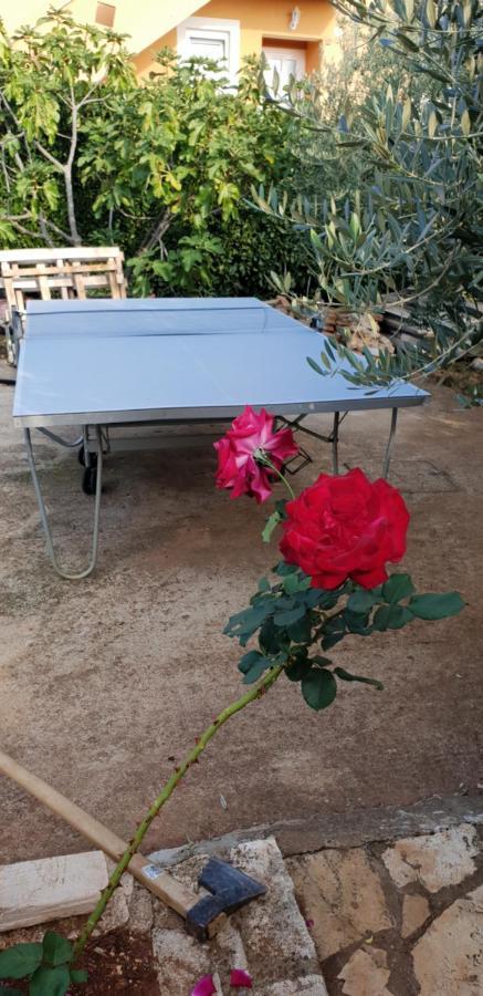 Apartmani Citrus Novigrad Filipac المظهر الخارجي الصورة